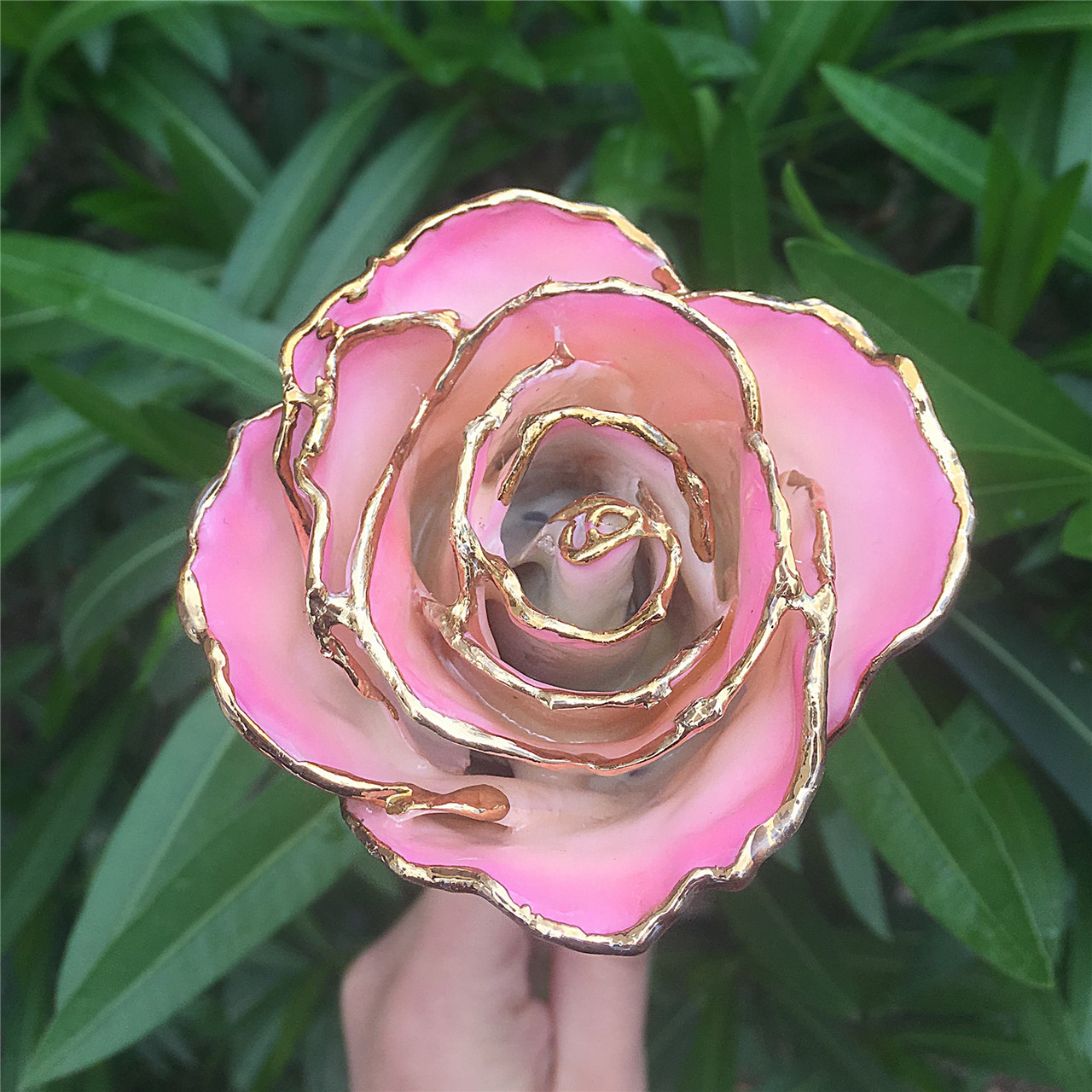 24k Yellow Gold Dipped Rose Cream Pink