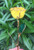 Yellow 24k Gold Dipped Rose