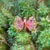 14k Rose Gold Watermelon Tourmaline Carved Butterfly Ring