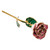 24k Yellow Gold Dipped Rose Cream Pink 24k Yellow Gold Dipped Rose Cream Pink