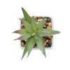 ARTILOE Mini műnövény aloe ferox mill | MO2852