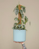 The Cylinder by Modern Botany