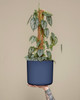 The Cylinder by Modern Botany