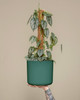The Cylinder by Modern Botany