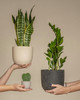 3 Plant Bundle