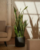 Snake Plant