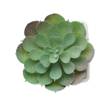 ARTIECHE Mini műnövény – Echeveria (MO2853)