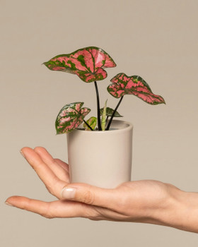 Caladium