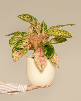 Chinese Evergreen