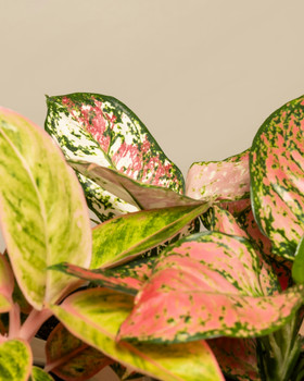 Chinese Evergreen