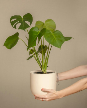 Monstera