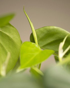 Pothos
