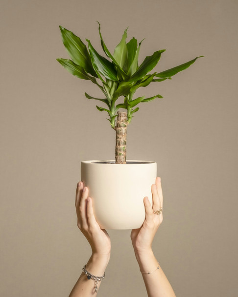 Dracaena