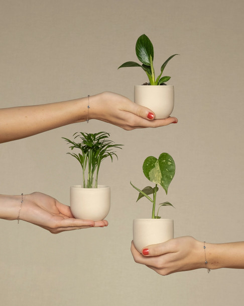 3 Plant Bundle