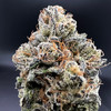 Interstellar Premium Indoor Flower