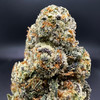 Glitter Bomb Premium Indoor Flower