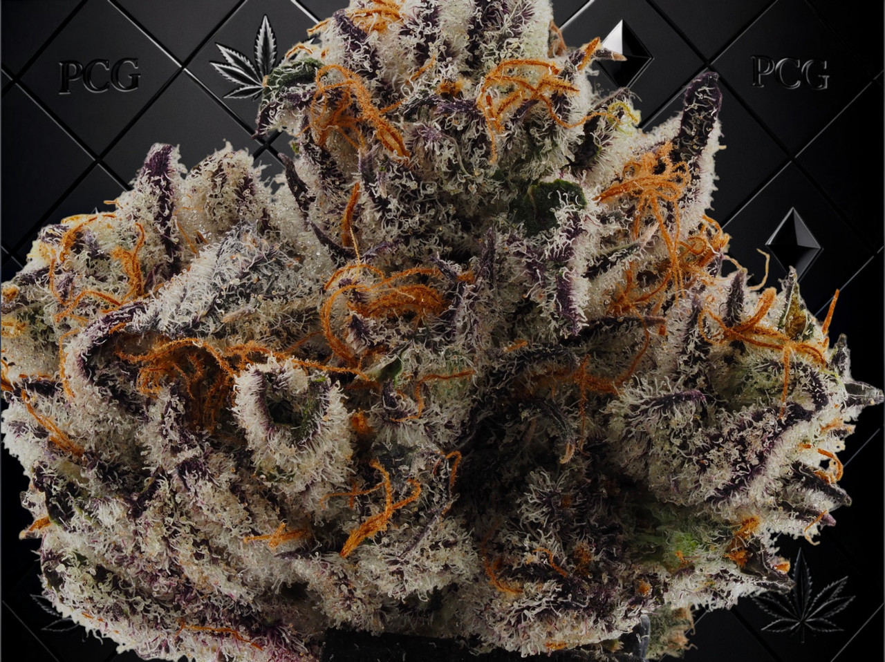 Premium Indoor Flower