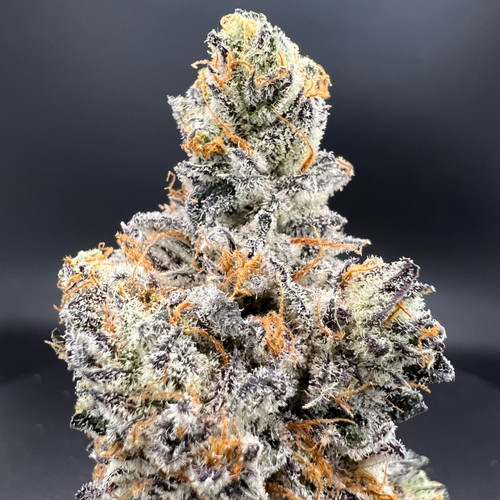 White Chocolate Chip Premium Indoor Flower