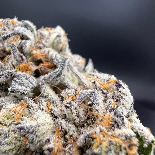 White Chocolate Chip Premium Indoor Flower