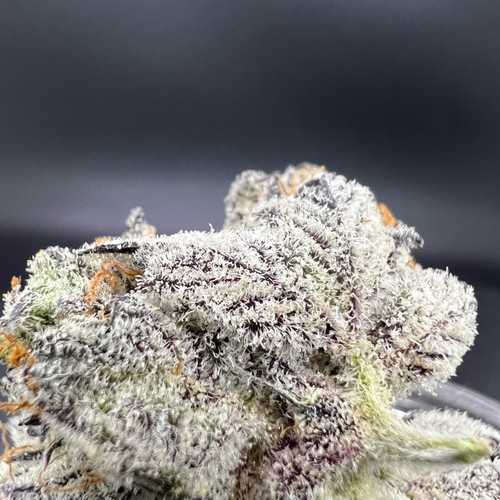 White Chocolate Chip Premium Indoor Flower