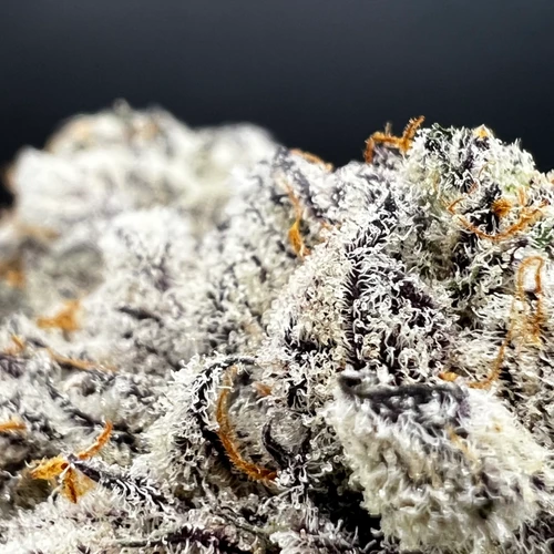 White Chocolate Chip Premium Indoor Flower
