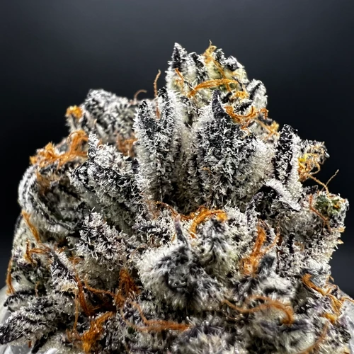 White Chocolate Chip Premium Indoor Flower