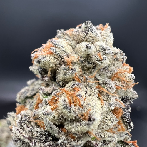 Drip Lizzard Premium Indoor Flower