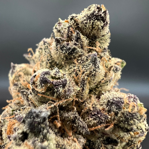 Black Dolphin Premium Indoor Flower