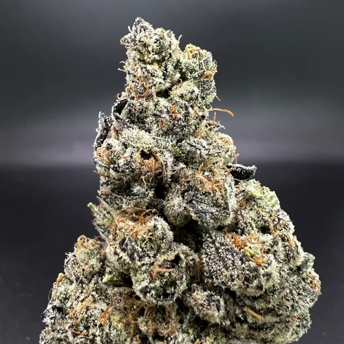 Black Dolphin Premium Indoor Flower