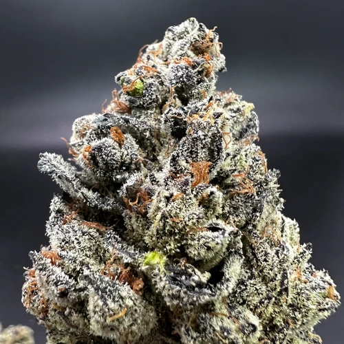 Black Dolphin Premium Indoor Flower