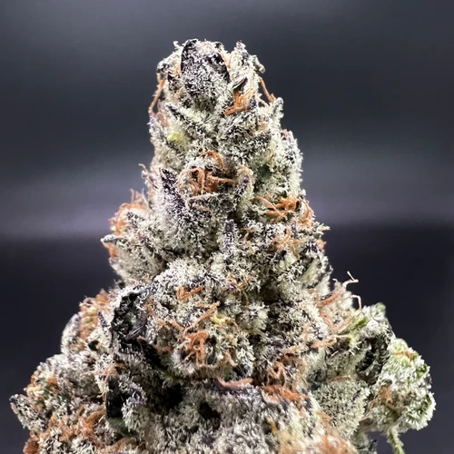 Black Dolphin Premium Indoor Flower