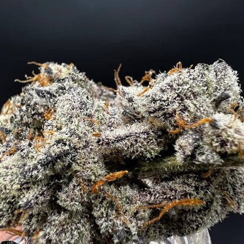 Lemonatti Premium Indoor Flower