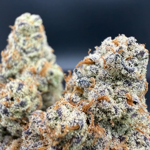 Glitter Bomb Premium Indoor Flower