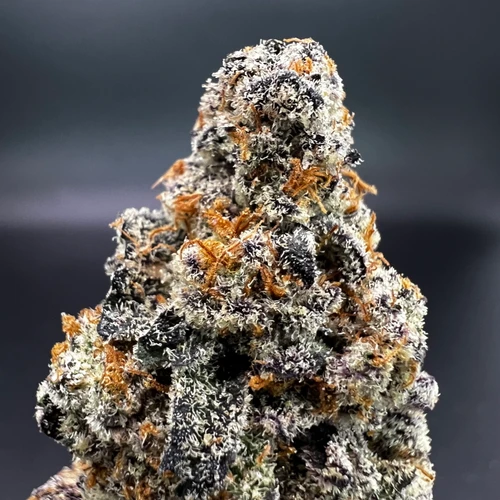 Glitter Bomb Premium