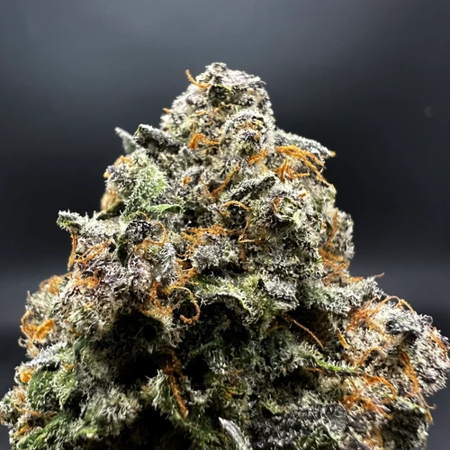 Trop Truffle Premium Indoor Flower
