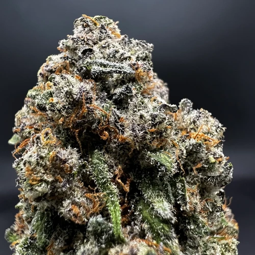 Trop Truffle Premium Indoor Flower