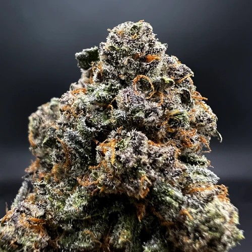 Trop Truffle Premium Indoor Flower