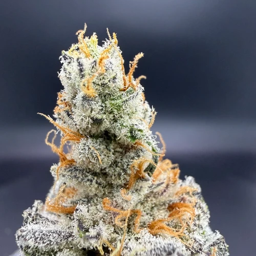 Chernobyl Premium Indoor Flower
