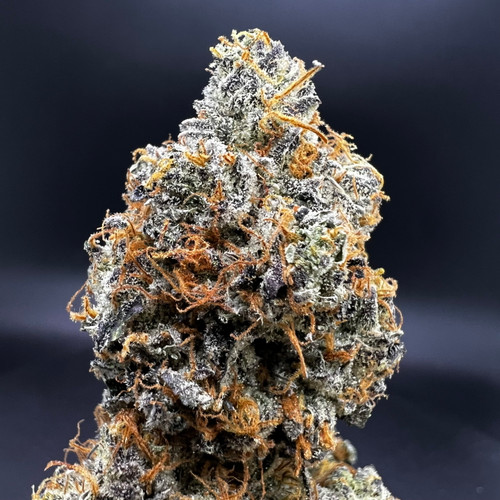 Lemon Pastries Premium Indoor Flower