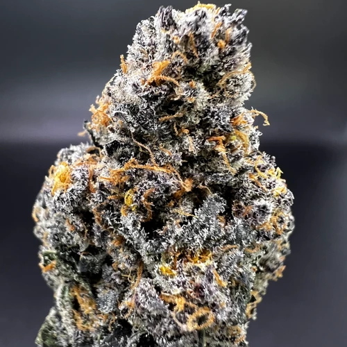 Grape God Premium Indoor flower