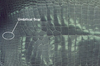 What's the Difference between Alligator Shoes and Crocodile Shoes? What's the Difference between Alligator Shoes and Crocodile Shoes?