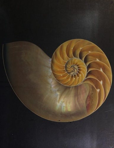 One Hundred Seashells