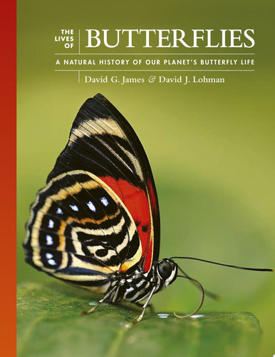 The Lives of Butterflies