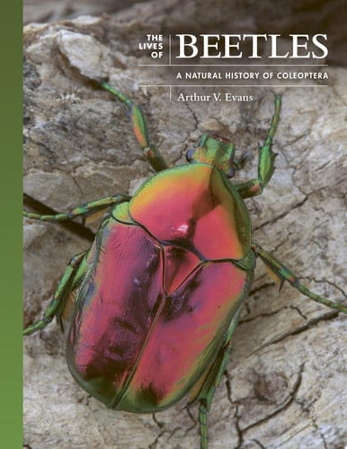 The Lives of Beetles