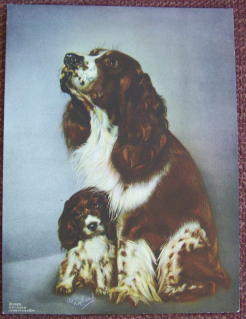 Springer Spaniel Puppy print - 1940s vintage - nos calendar picture print - KOPLAND