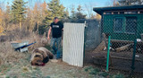 The Best Backyard Bear Defense! 