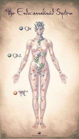 The Endocannabinoid System: Here the Whole Time