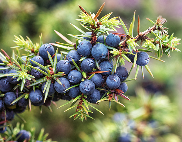 Juniper Berry