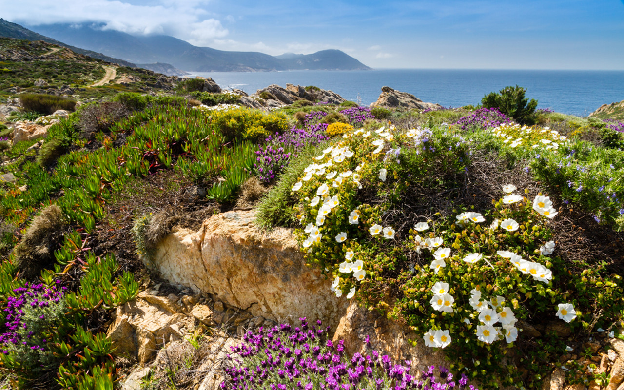 Helichrysum Corsica