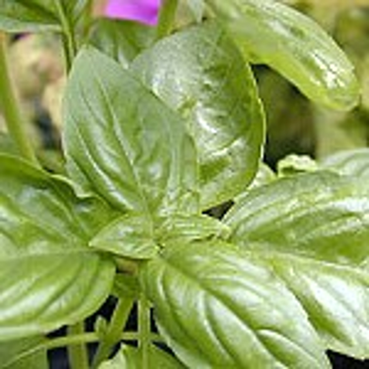 Basil Methyl Chavicol